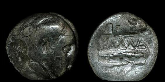 callatis.jpg